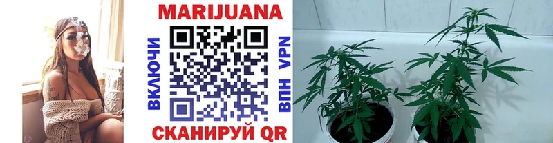 это как зайти  Западная Двина  МАРИХУАНА ГИДРОПОН 